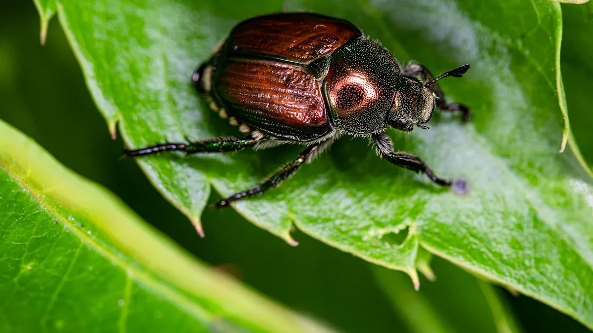 What is the difference between pesticide and insecticide?