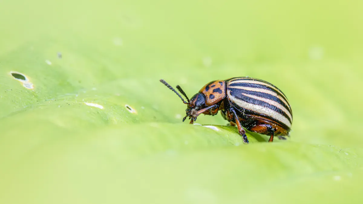 What are the uses of chlorantraniliprole?